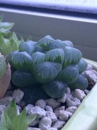 多肉植物のハオルチアオブツーサですが 最近上にモコモコしてきました これ Yahoo 知恵袋