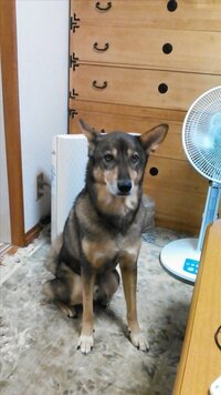 犬のトイレは何時間我慢できますか ５歳の柴犬を飼っています Yahoo 知恵袋
