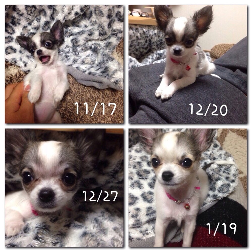 ロングコートチワワを家族に迎えました。今日で4ヶ月目に入るパピ  