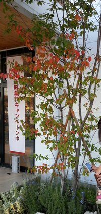 庭にジューンベリーを植えたいと思っております あるお店に植えて Yahoo 知恵袋