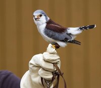 これはなんという鳥ですか ハヤブサの仲間で Africanpyg Yahoo 知恵袋