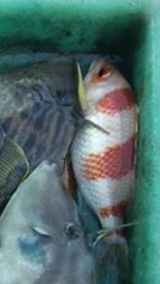 この赤白の魚名前わかる人いませんか イトヨリ科タマガシラ Yahoo 知恵袋