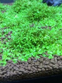 ニューラージパールグラスを約1ヶ月ほど前に植えたのですが 最近 Yahoo 知恵袋