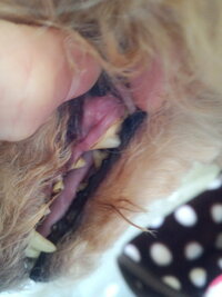 犬歯石口臭雑種6歳ですが口臭歯石がすごいです 口を触られるの Yahoo 知恵袋