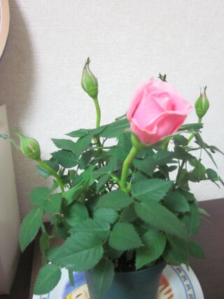冬に花が咲いているバラの鉢植えの育て方 室内 を教えてください Yahoo 知恵袋