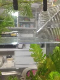 風水で言うと 家の玄関とかに 水槽 金魚 を飼育するのは 良いですか 玄関の Yahoo 知恵袋