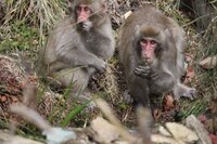 サルが我が家のビオトープにやってきて アオミドロを手ですくって口にしてい Yahoo 知恵袋