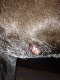 犬の肛門が痔のように飛び出していました 今朝飼っている Yahoo 知恵袋