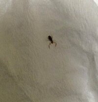 はさみを持ったとても小さな昆虫の幼虫。わかりますか？ 家に植木鉢を取り込んだせいか、とても小さな虫を見つけました。
数mmのとても小さな幼虫で、はさみを持っています。
ザリガニのような容姿です。

何の虫かわかりますか？