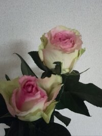 菊の挿し木の時季とやり方教えて下さい 菊の挿し木の時期は５月です Yahoo 知恵袋