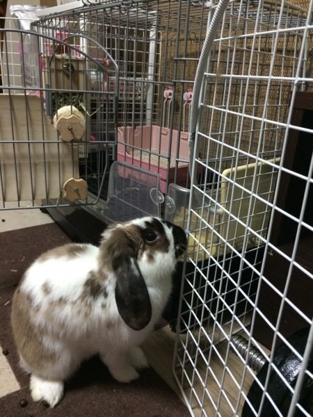 うさぎのサークルについて質問です 部屋で放し飼いは無理なので 時間 Yahoo 知恵袋