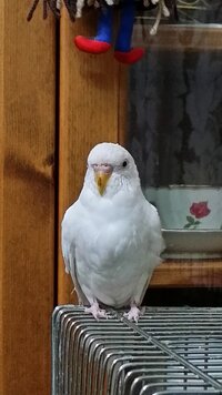 セキセイインコに詳しい獣医さんもしくは同じ症状になった方に質問で Yahoo 知恵袋