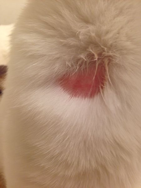 猫の傷について。 - 昨日、猫が自分で引っ掻いて、傷を作ってし 