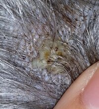 犬が背中を床や服に擦り付けるのは何か意味があるんですかね 我が家の犬も良 Yahoo 知恵袋