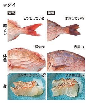 真鯛って養殖と天然ってどっちが美味しいのでしょうか 最近は 養殖物 Yahoo 知恵袋