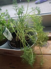 ディルの苗が萎れかけています 今日苗のディルを鉢に植え替えました しかし Yahoo 知恵袋