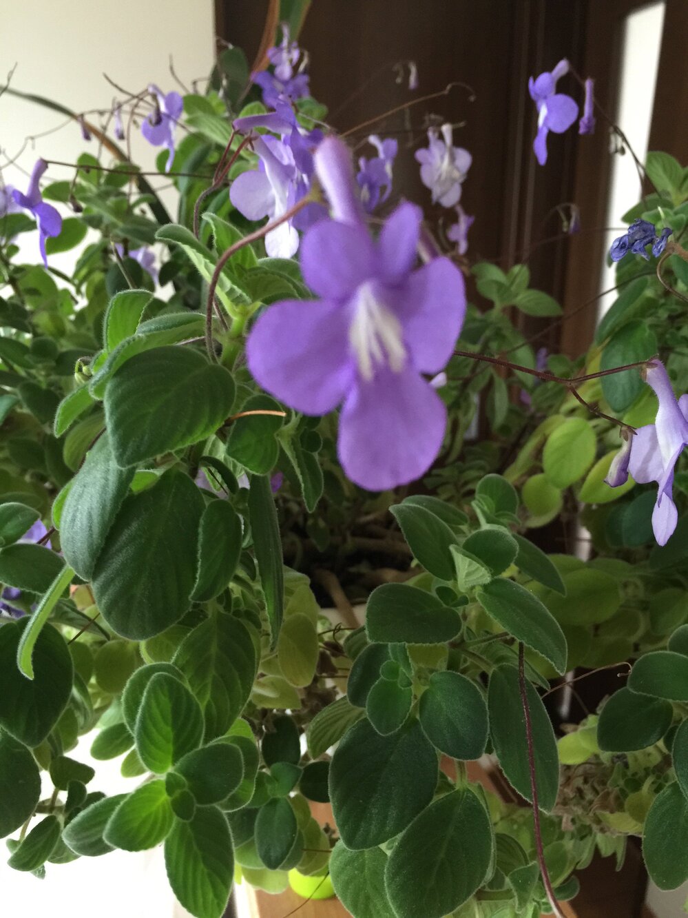 どなたかご存知の方、この花の名前を教えてください。肉厚の葉に紫の花がツリ... - Yahoo!知恵袋