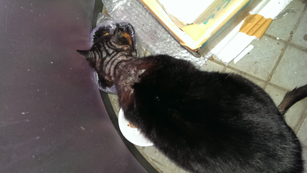 ノラ猫の皮膚病をほっとけないです。可愛がっている野良猫がおそら 
