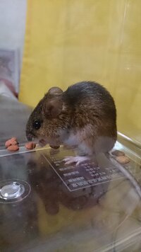 家の中に居たネズミなんですが 何というネズミでしょうか 教えて Yahoo 知恵袋