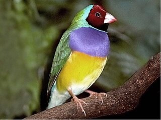 コキンチョウて慣れますか 私は文鳥とスズメくらいしか育てたことない Yahoo 知恵袋