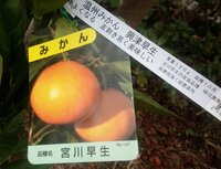 カインズホームの早生みかんの苗です 写真付きの札には品種名に 宮川早生と Yahoo 知恵袋