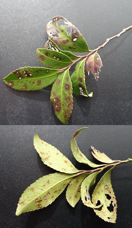 榊の葉がこのようになってしまいました。これは病気なのでしょうか 