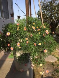 昨年マーガレットを購入し 地植えにし冬越をしましたが今現在写真のよう Yahoo 知恵袋