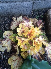ヒューケラを植えてちょうど一年 夏頃まで元気に大きく育っていたのに夏を過ぎた Yahoo 知恵袋