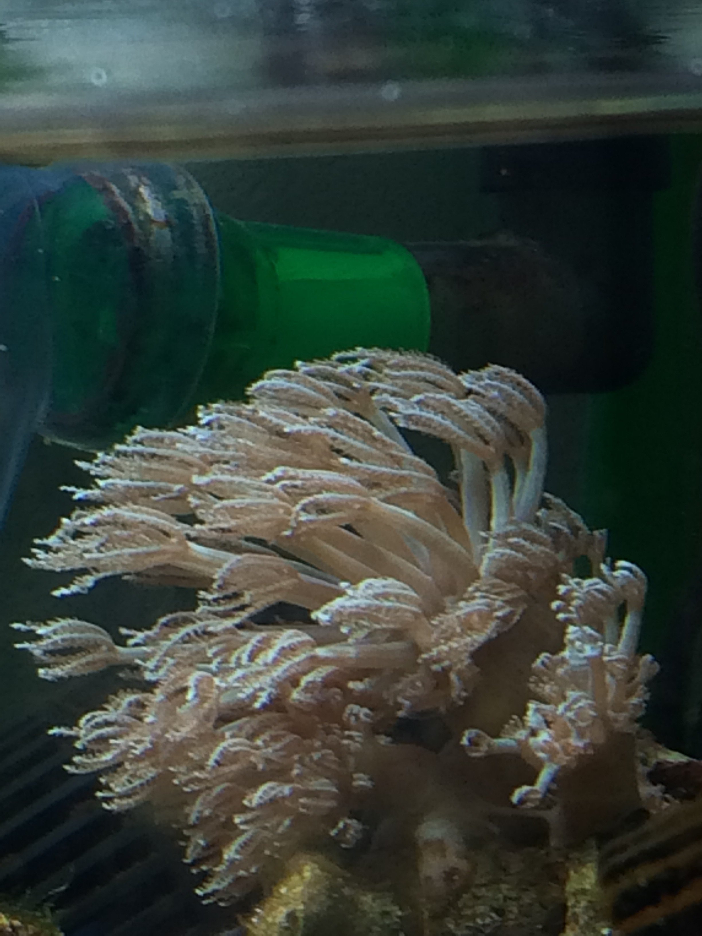 チガイウミアザミ？がパクパクするので買ったのですが私の水槽では
