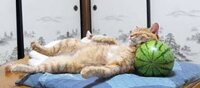 寝てばかりいる彼が嫌です とにかく寝てばかりなんです お互いの家が遠く 私 Yahoo 知恵袋