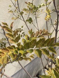 鉢植えのシマトネリコの葉が突然茶色く変色し始めてしまいました なに Yahoo 知恵袋