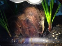ミナミヌマエビの変色についてですが 今いるだけで 茶 緑 黒がいて 赤い奴 Yahoo 知恵袋