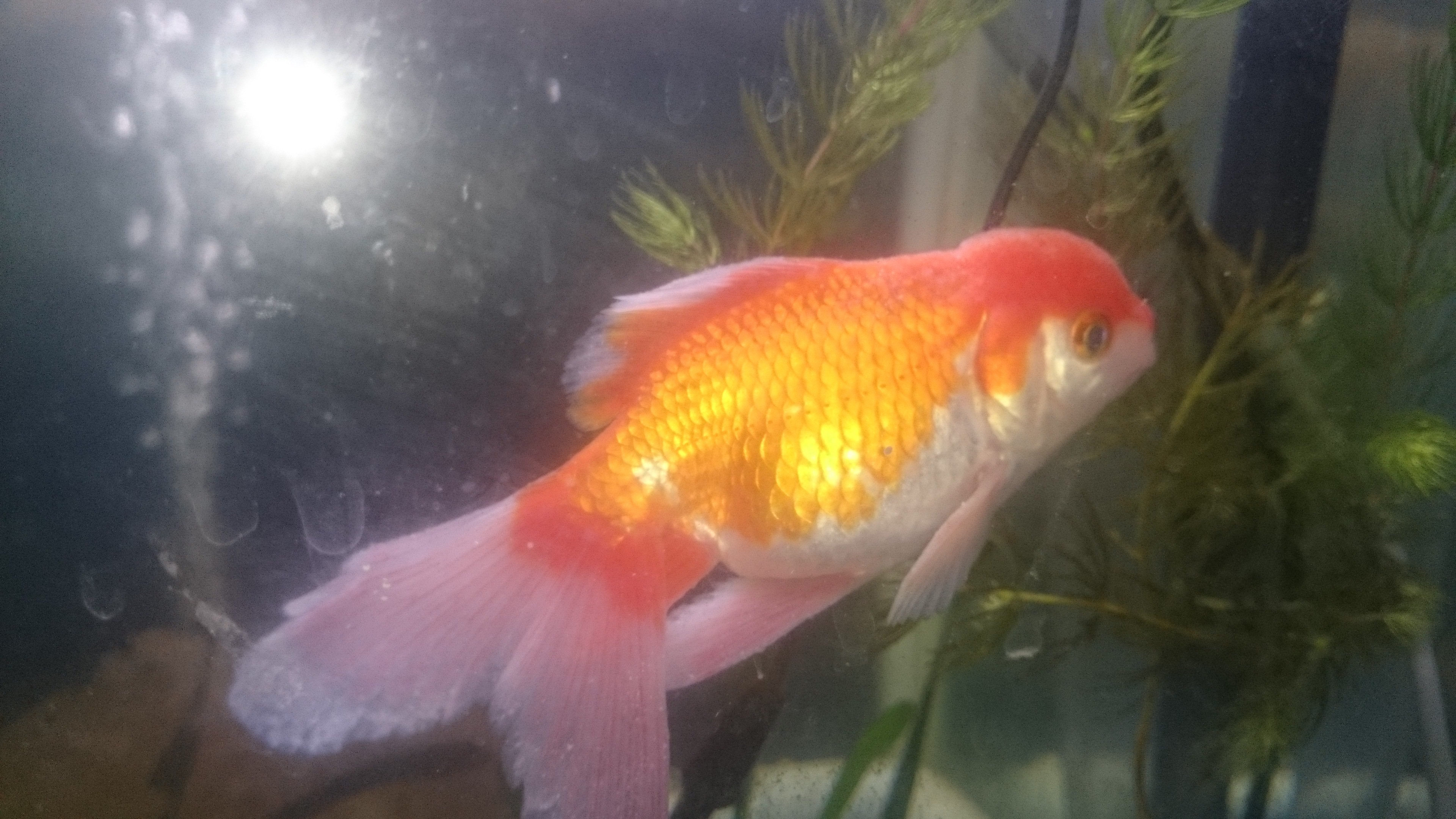 金魚の体が白い粉状なのが付いたみたいになって水槽の底でじっとし Yahoo 知恵袋