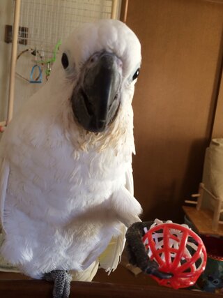 大型インコ飼ってる方に質問です一週間前にタイハクオウム 7ヶ月 Yahoo 知恵袋