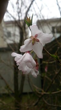 今年もうちの桜の木に花が咲いたのですが 花と葉っぱが同時に出てきて しか Yahoo 知恵袋