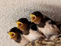 ツバメの赤ちゃんはなぜいつも口を大きくあけてるの 親鳥 Yahoo 知恵袋