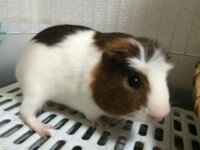 私が飼っているモルモットはスゴイ太っていますダイエットしたいん Yahoo 知恵袋