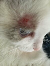 飼い猫の目の上が腫れてハゲています 飼い猫が最近 後ろ足で蹴るよう Yahoo 知恵袋