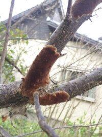 樹木の病気に関する質問です 写真のコケ カビのようなものは病気又は寄生虫 Yahoo 知恵袋