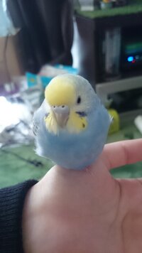 昨年12月生まれのセキセイインコ レインボーです 性別を知りたいので教え Yahoo 知恵袋