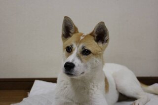 雑種で和犬と思うのですが 犬種を教えてください 最近我が家に来 Yahoo 知恵袋