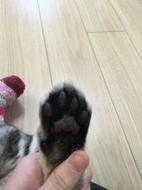 黒猫さんを飼っている皆様へ 肉球の色についてお伺いします うちの黒猫さんは鼻 Yahoo 知恵袋