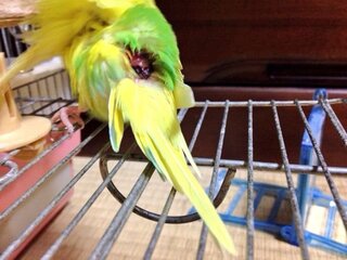 私のセキセイインコが同じところばかり羽繕いして 困ってます もう写真のよ Yahoo 知恵袋