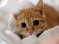 猫が可愛すぎる 猫はしつこくしたらきっといやがるし嫌われそうなので 頑張っ Yahoo 知恵袋