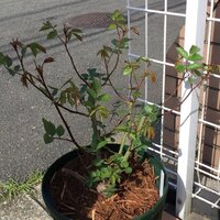 もののけ姫のセリフについて質問ですっ おっことぬしがたたり神になるチョ Yahoo 知恵袋