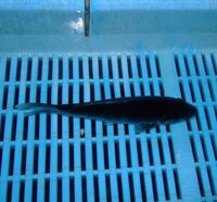 池の鯉ですが 餌をやらなくても死なないですね あれは 何を食べて Yahoo 知恵袋