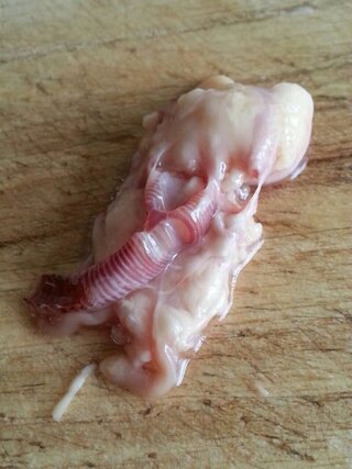 鶏の心臓部分なのですが これはなんなんでしょうか 血管ですよね 寄生虫と Yahoo 知恵袋