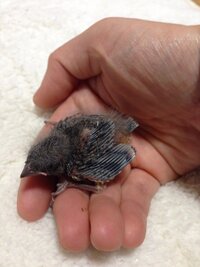 栃木で野生の黄色いくちばしのカラスを見たのですが 九官鳥でしょうか キ Yahoo 知恵袋