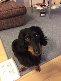 うちの犬の眉毛みたいなのなんですか 模様です ブラックタンと言うカ Yahoo 知恵袋