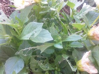 数日前 庭に植えたダリアの苗ですが 葉がたくさん虫に食われたような状態で Yahoo 知恵袋